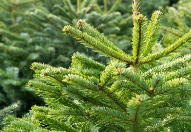 sapins.jpeg