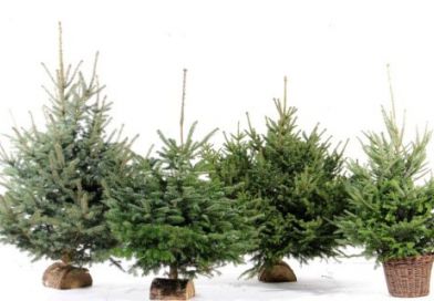 sapins_de_noel_bis.jpg