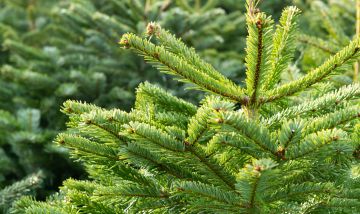 sapins.jpeg
